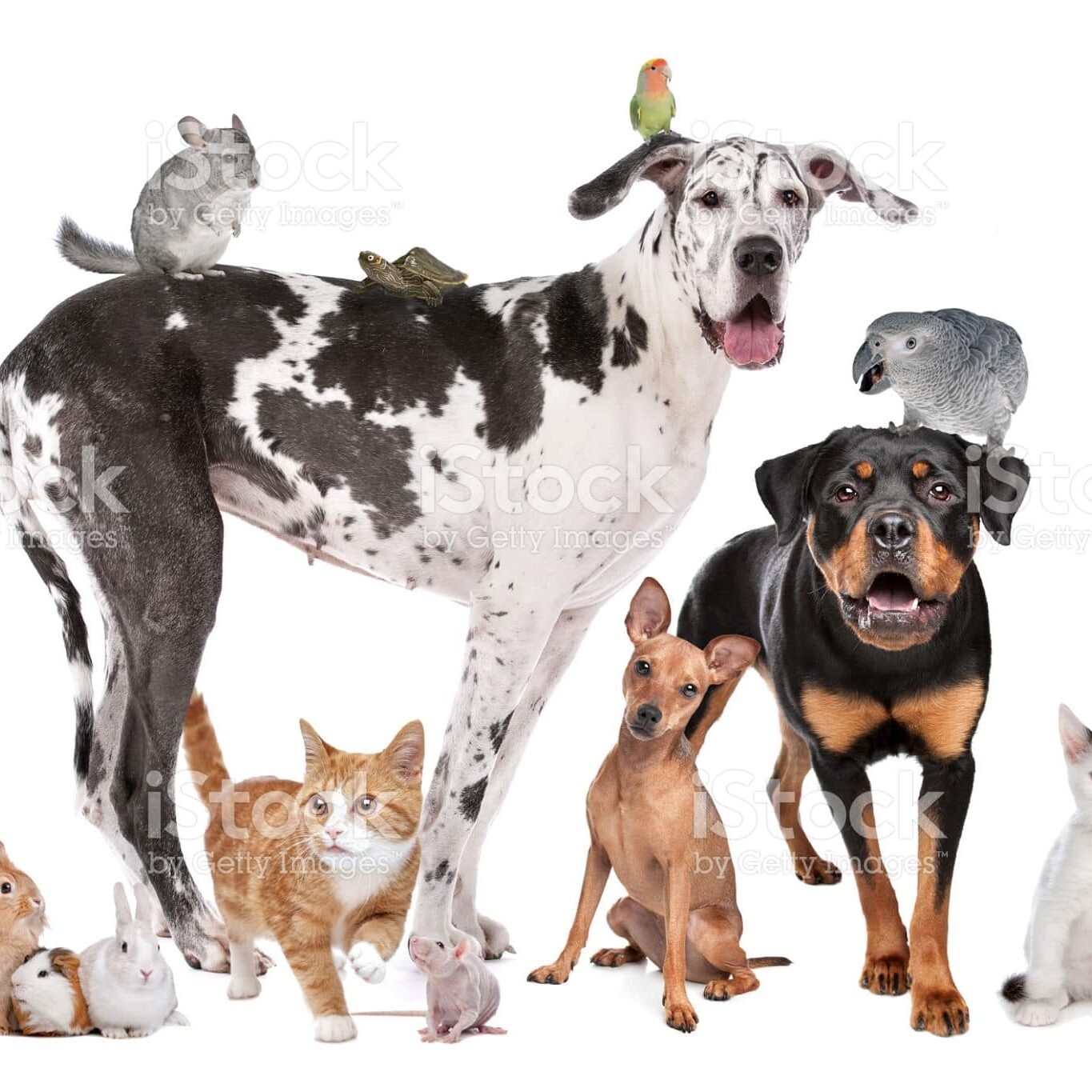 Group of Dogs, cats, birds,mammals and reptiles in front of a white background