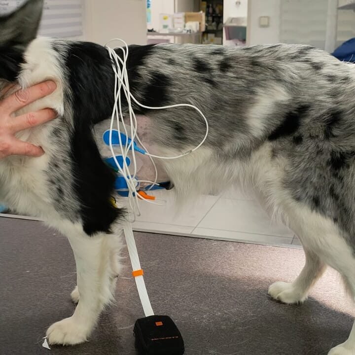 Holter sur border collie